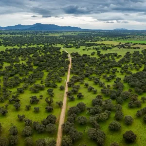 imagen aérea de la dehesa de extremadura