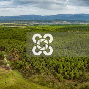 0364 Pinar de Talayuela